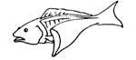 filleted_fish.GIF (3275 bytes)