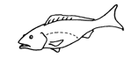 gutted_fish.GIF (2780 bytes)